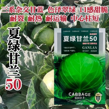 夏绿甘兰50甘蓝种子三系杂交叶球正圆耐裂口感甜脆