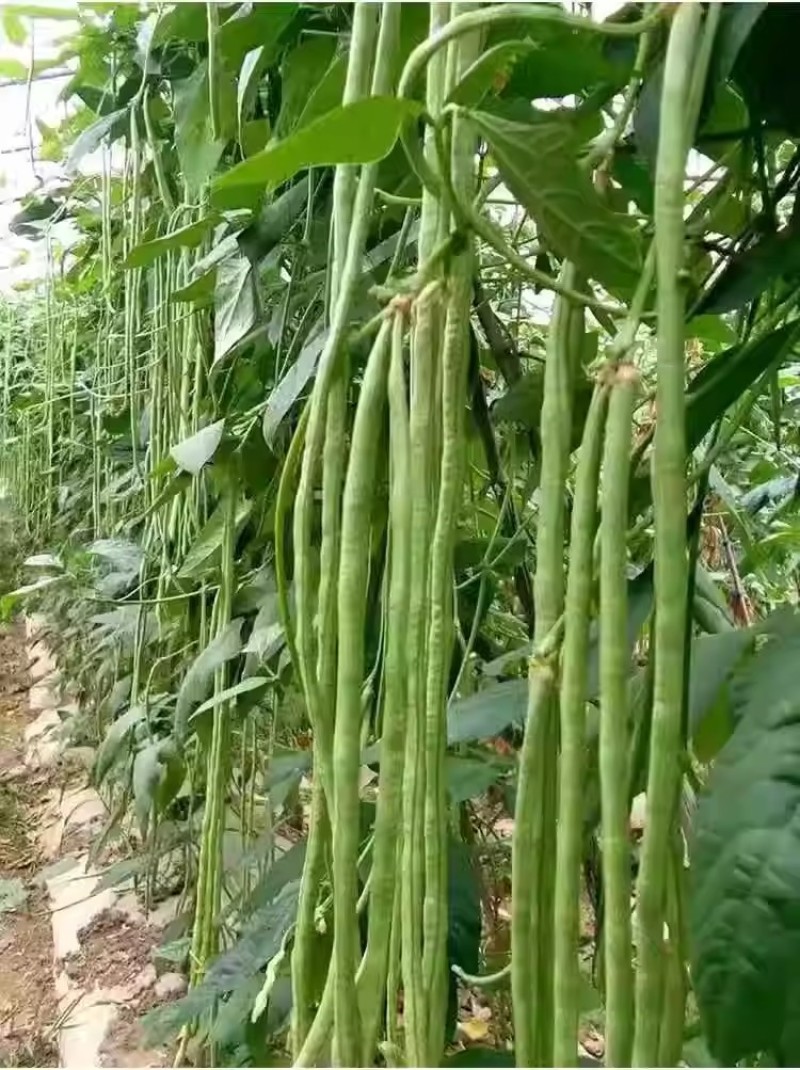 翠绿118豇豆种子小叶长豇豆种子抗病荚条顺直粗细均匀