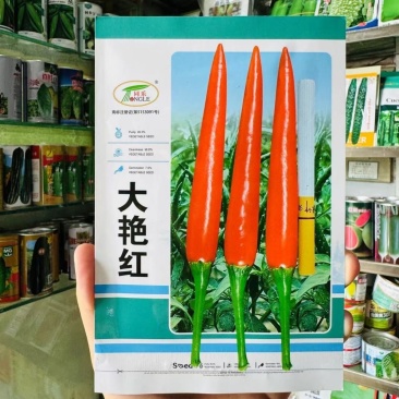 大艳红朝天椒种子椒条顺直光滑果实钝尖高辣