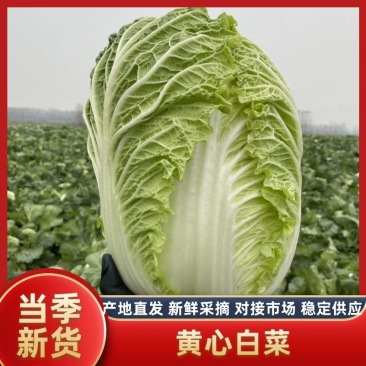 【热卖】白菜黄心大白菜货源充足欢迎咨询