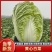 【热卖】白菜黄心大白菜货源充足欢迎咨询