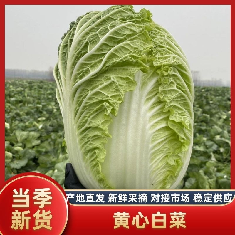 【热卖】白菜黄心大白菜货源充足欢迎咨询