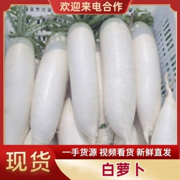 【热卖】精品白萝卜产区直供品质保证欢迎订购全国发货