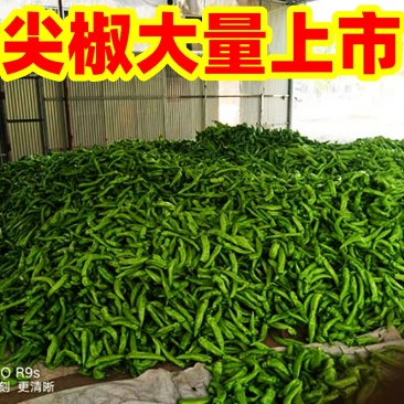 推荐】青皮辣椒、羊角椒大量供应，品质保证，