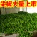 推荐】青皮辣椒、羊角椒大量供应，品质保证，