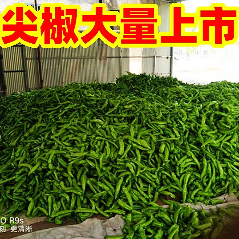 推荐】青皮辣椒、羊角椒大量供应，品质保证，