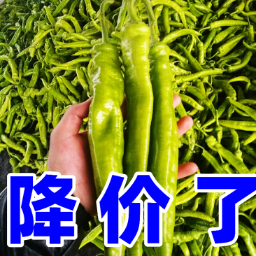 【精选各种尖椒】，尖椒大量上市，有需要的老板可以和我联系