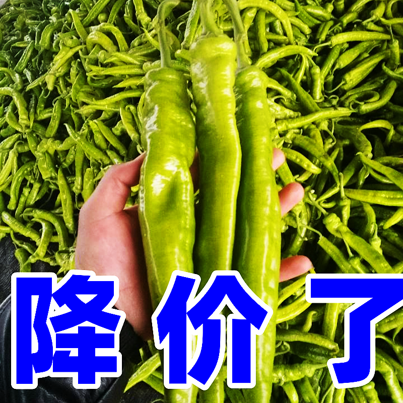 【精选各种尖椒】，尖椒大量上市，有需要的老板可以和我联系