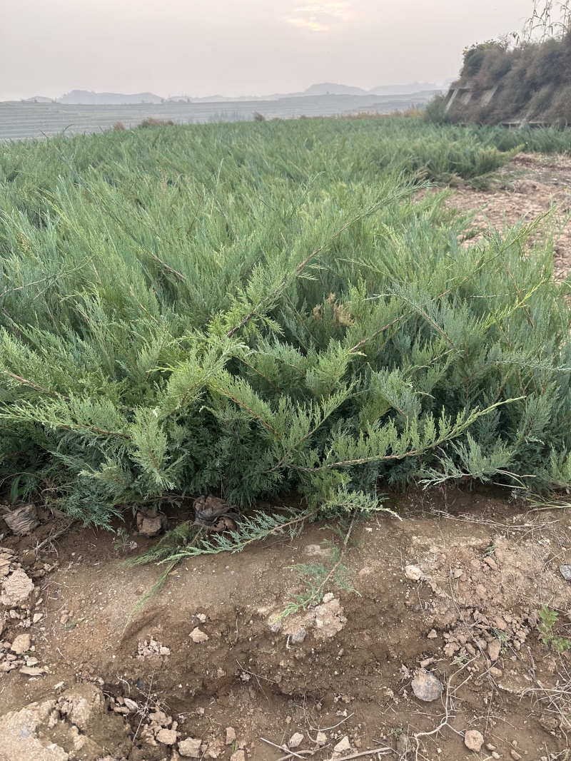 沙地柏30/40/50/60厘米高杯苗绿篱苗工程