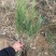 沙地柏30/40/50/60厘米高杯苗绿篱苗工程