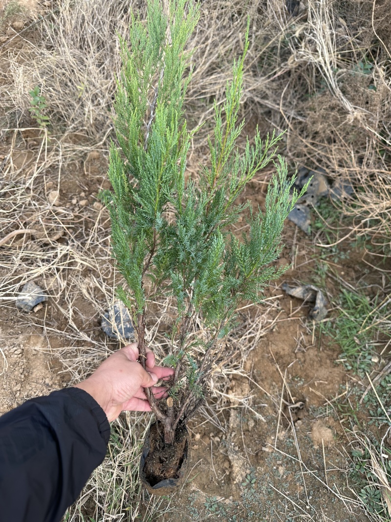 沙地柏30/40/50/60厘米高杯苗绿篱苗工程