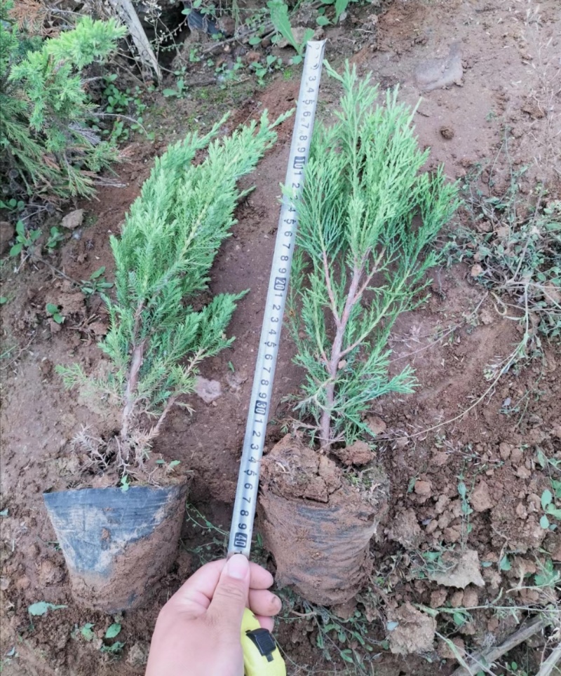 沙地柏30/40/50/60厘米高杯苗绿篱苗工程