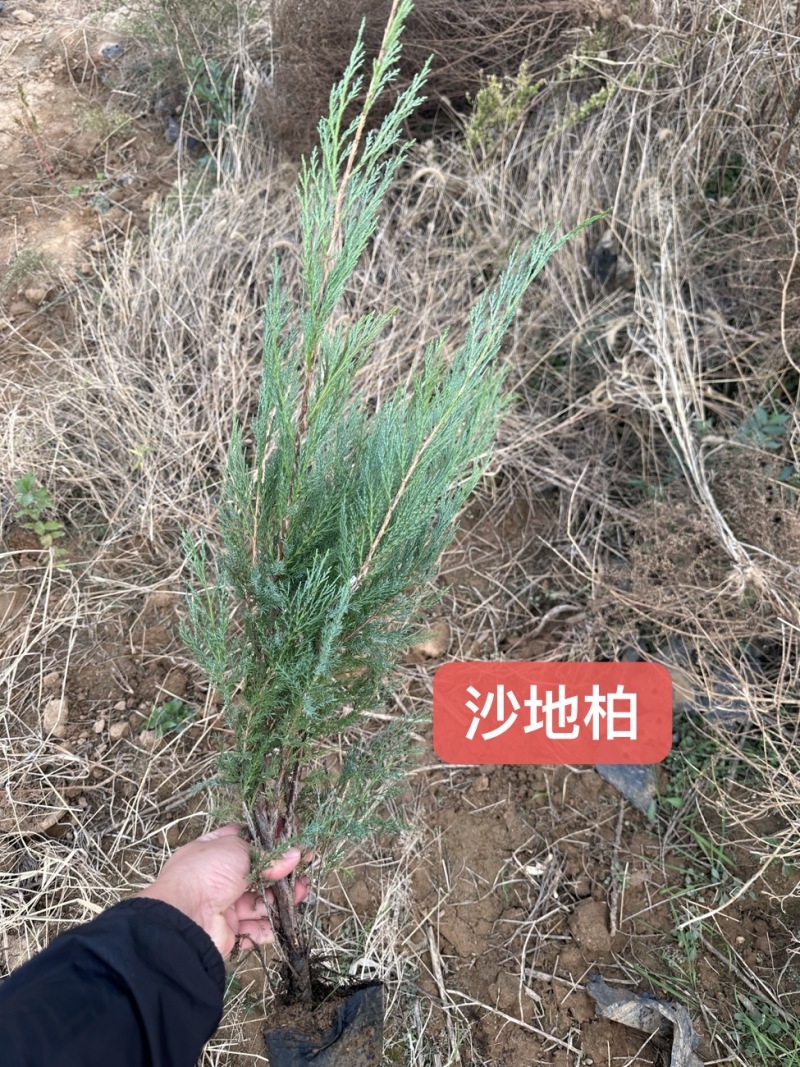 沙地柏30/40/50/60厘米高杯苗绿篱苗工程