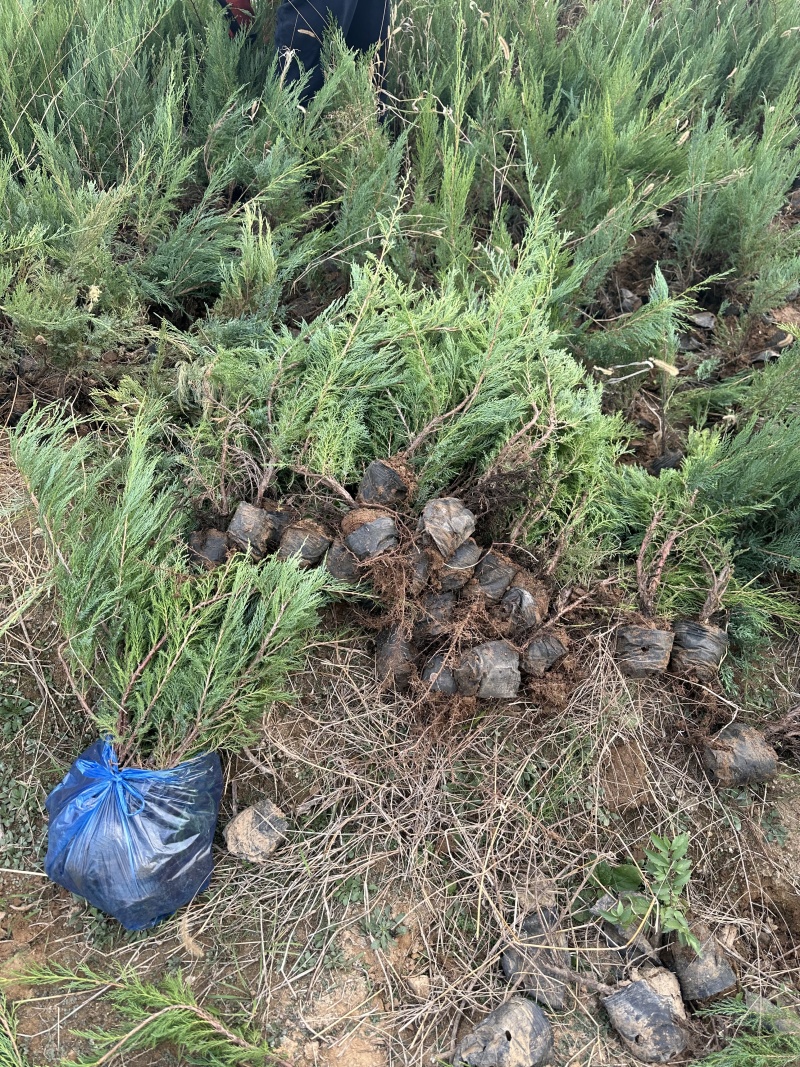 洒金柏杯苗大量出售小苗柏树绿篱苗小区绿化工程苗