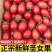 【圣女果】大/小西红柿，各种蔬菜市场基地，欢迎合作