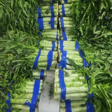 精品尖叶莴笋大量现货供应全国对接电商欢迎咨询