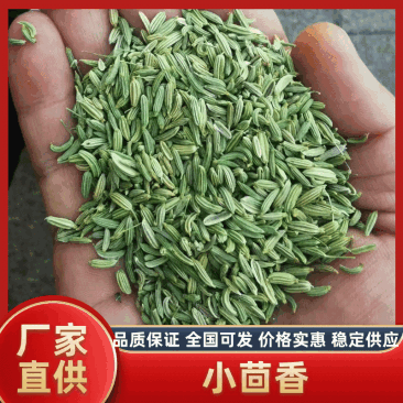 【特级】特绿小茴香可做香料可做种优质甘肃产地直供