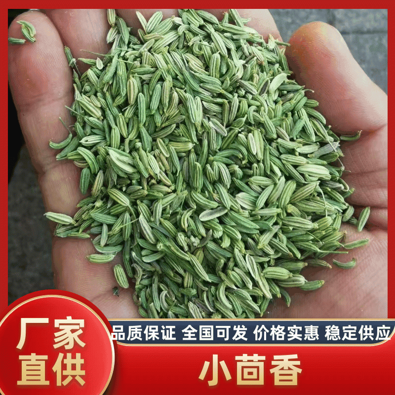 【特级】特绿小茴香可做香料可做种优质甘肃产地直供