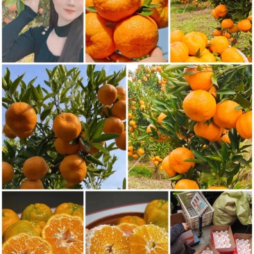 湖北碰柑芦柑产地直发一手货源品质保障欢迎咨询
