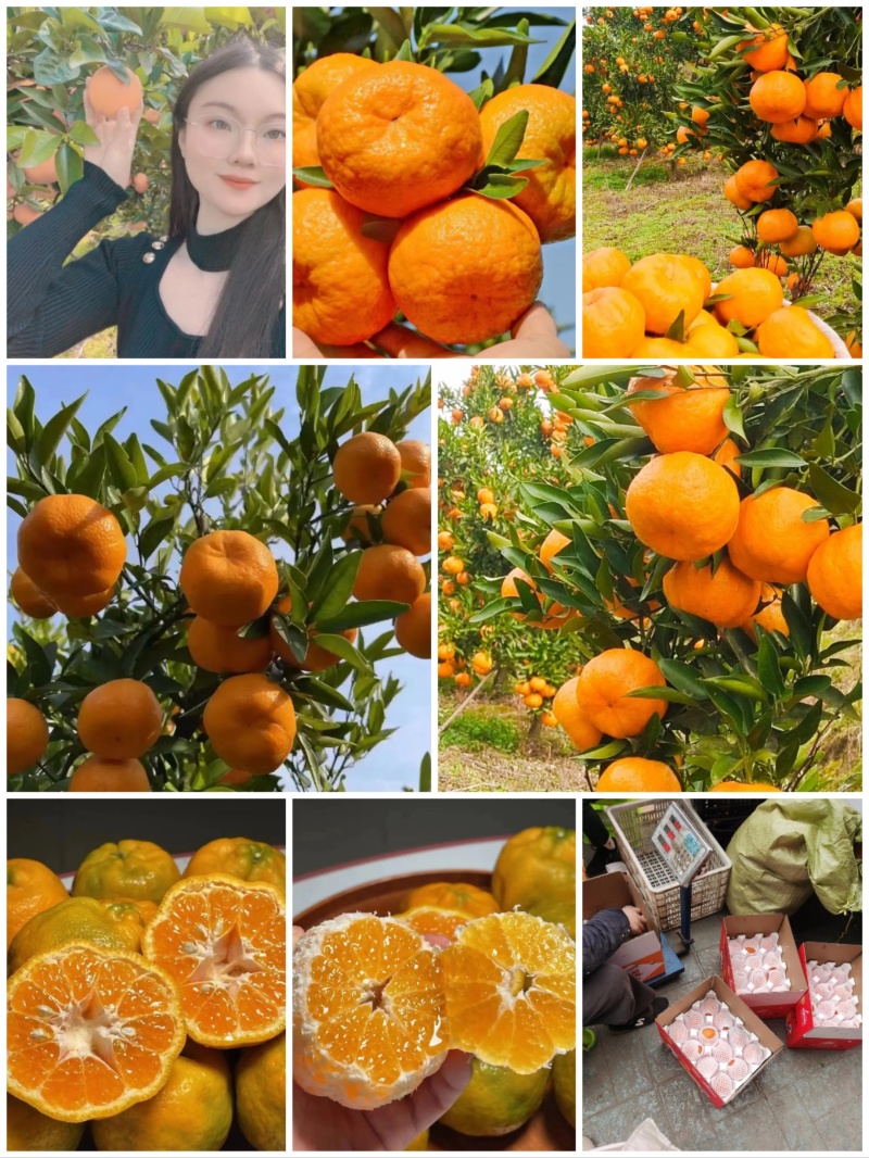 湖北碰柑芦柑产地直发一手货源品质保障欢迎咨询