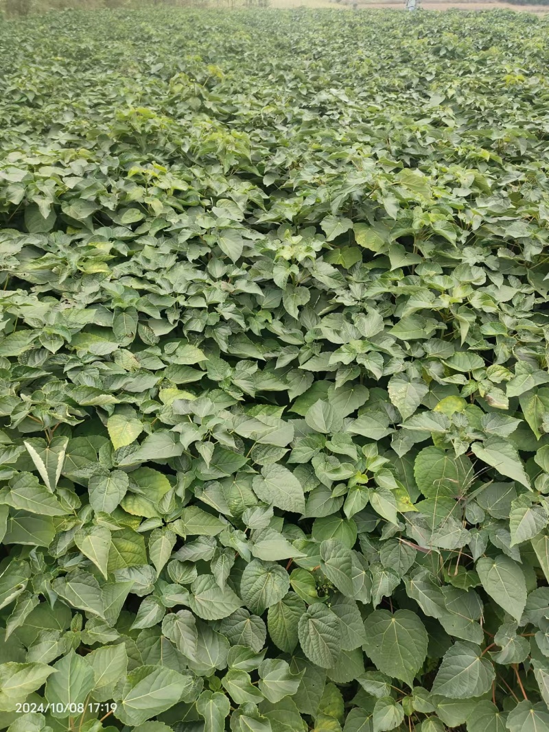 山桐子基地一手货源规格齐全，价格可谈