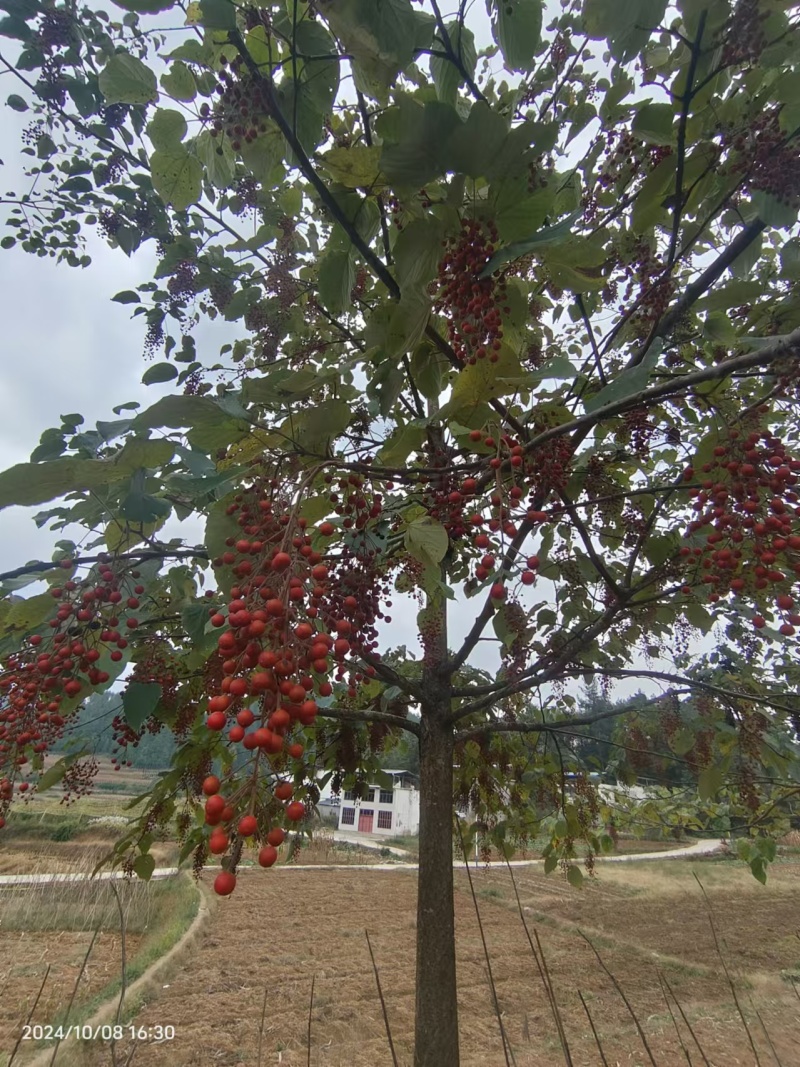 山桐子基地一手货源规格齐全，价格可谈