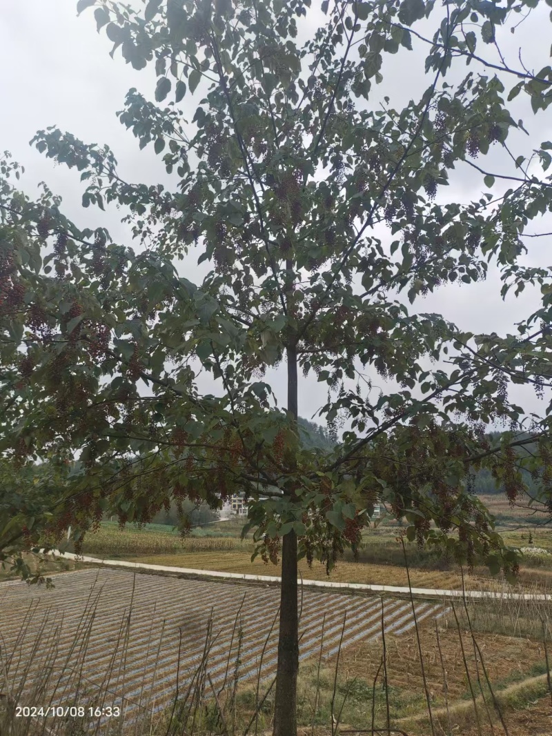 山桐子基地一手货源规格齐全，价格可谈