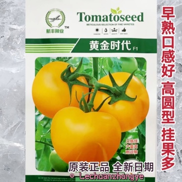 黄金时代黄色番茄种子橙黄番茄种子硬度高果脐小