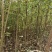 川黄柏树苗基地一手货源规格齐全价格可谈