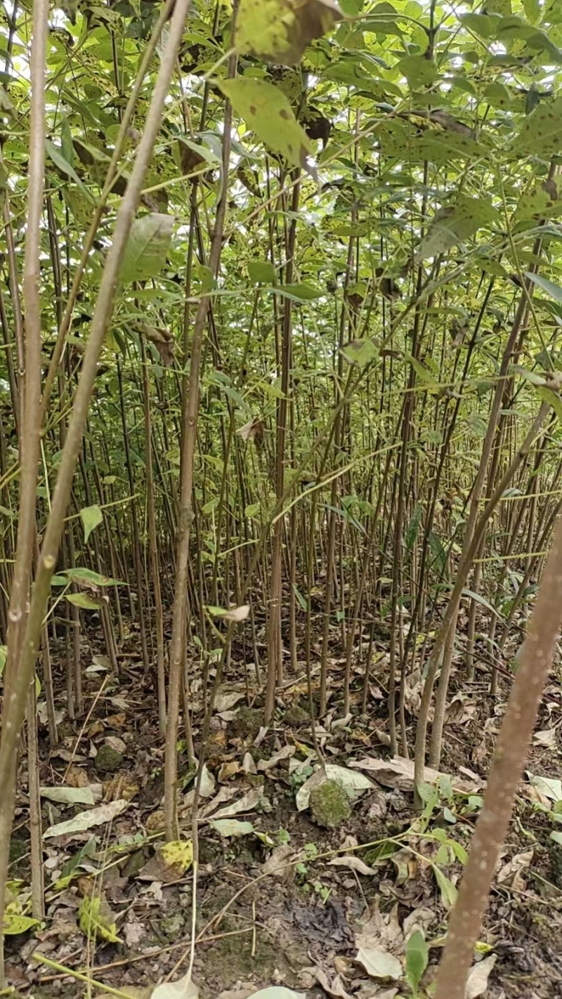 川黄柏树苗基地一手货源规格齐全价格可谈