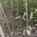 川黄柏树苗基地一手货源规格齐全价格可谈