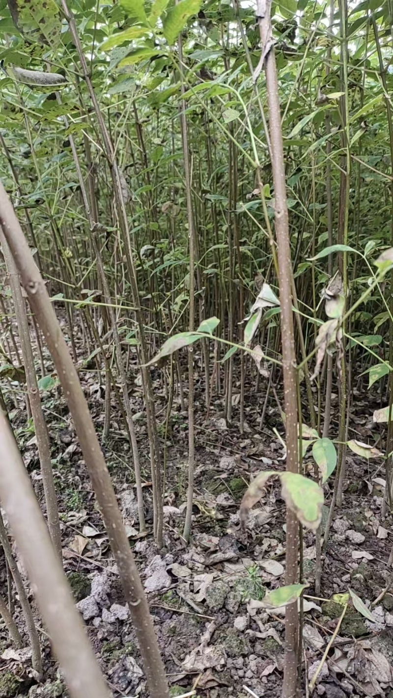 川黄柏树苗基地一手货源规格齐全价格可谈