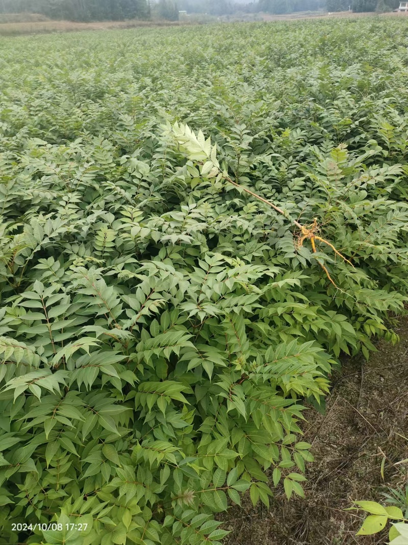 川黄柏树苗基地一手货源规格齐全价格可谈