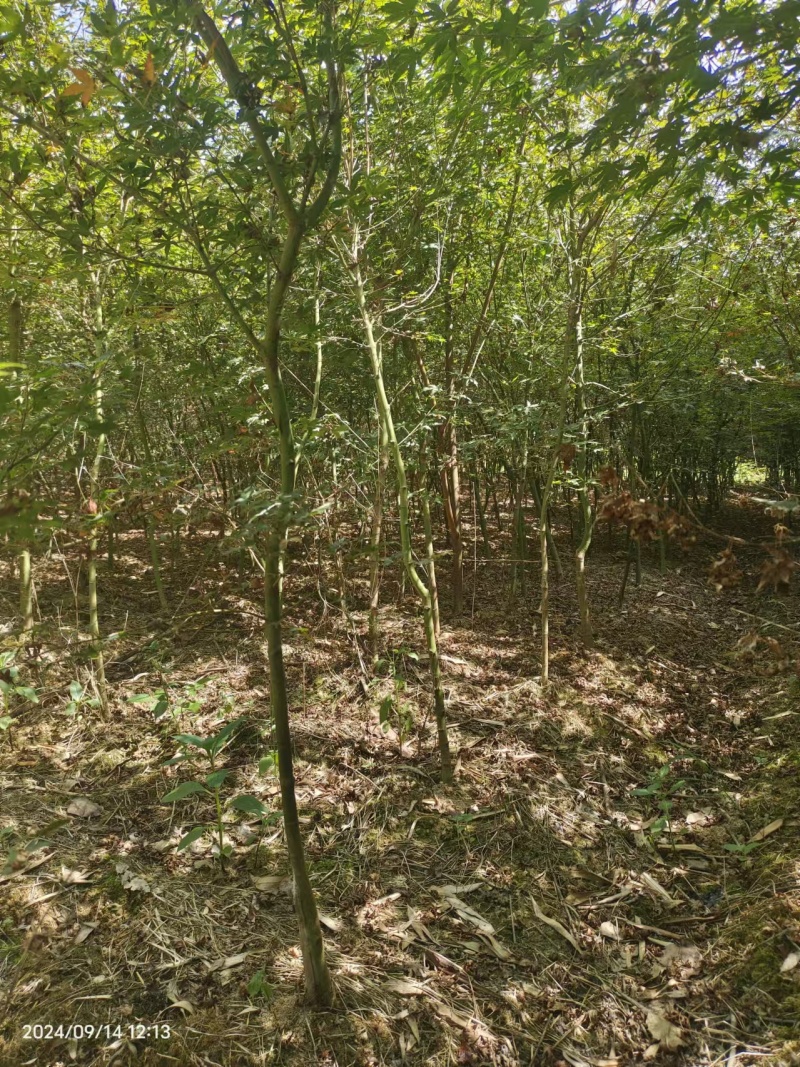鸡爪槭基地一手货源规格齐全价格可谈