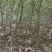 鸡爪槭基地一手货源规格齐全价格可谈