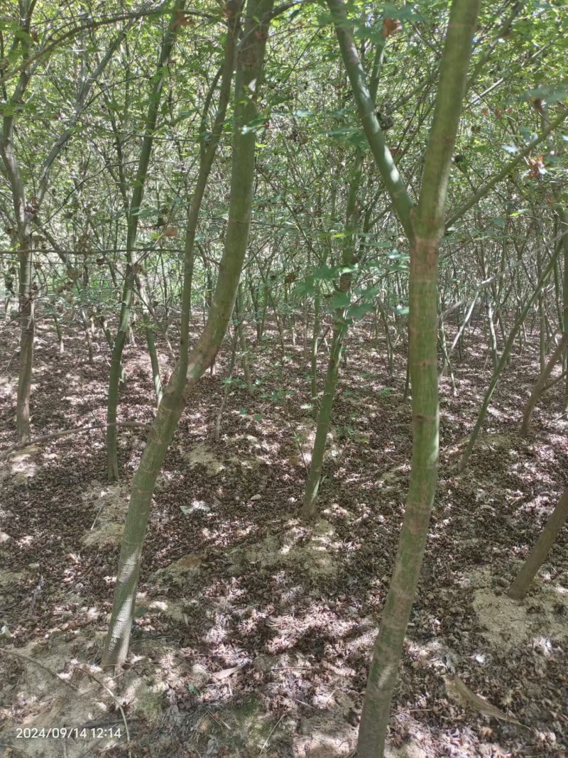 鸡爪槭基地一手货源规格齐全价格可谈