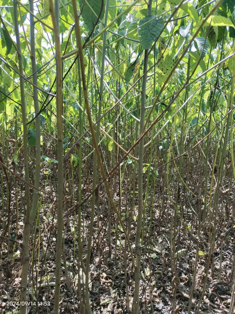 鸡爪槭基地一手货源规格齐全价格可谈