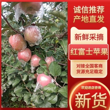 运城红富士苹果脆甜可口果面干净耐储运