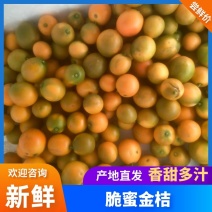 凉山脆蜜金桔产地直发一手货源量大价优对接全国各地客商