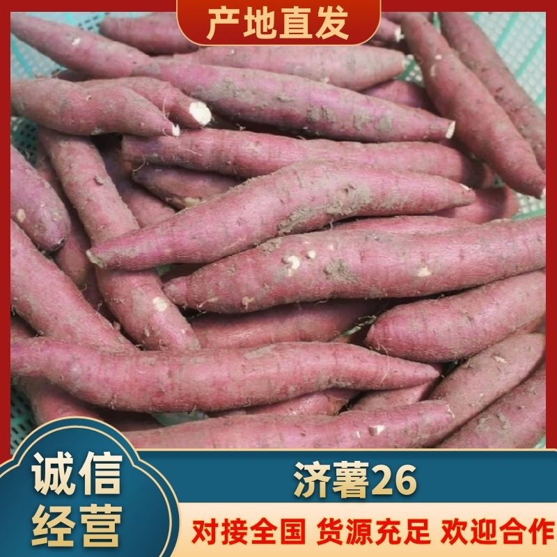 济薯26量大价优2024年新货一手货源价格可视频看货
