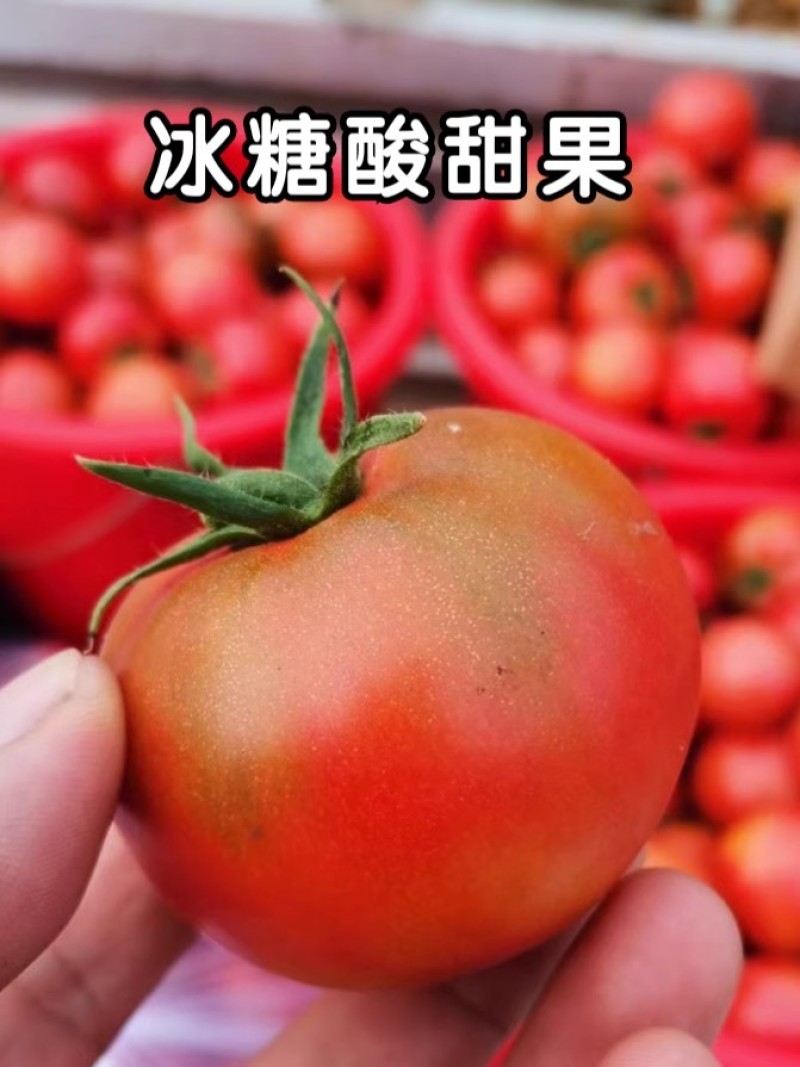 酸甜果番茄种子粉果绿果肩口感酸甜糖分高