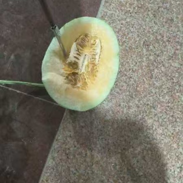 精品小蜜蜂哈密瓜，品质保证诚信合作量大从优欢迎来