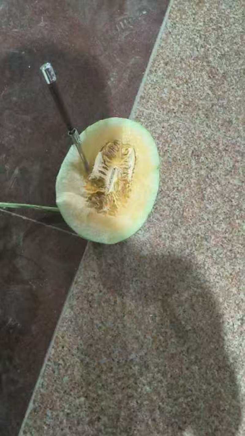 精品小蜜蜂哈密瓜，品质保证诚信合作量大从优欢迎来