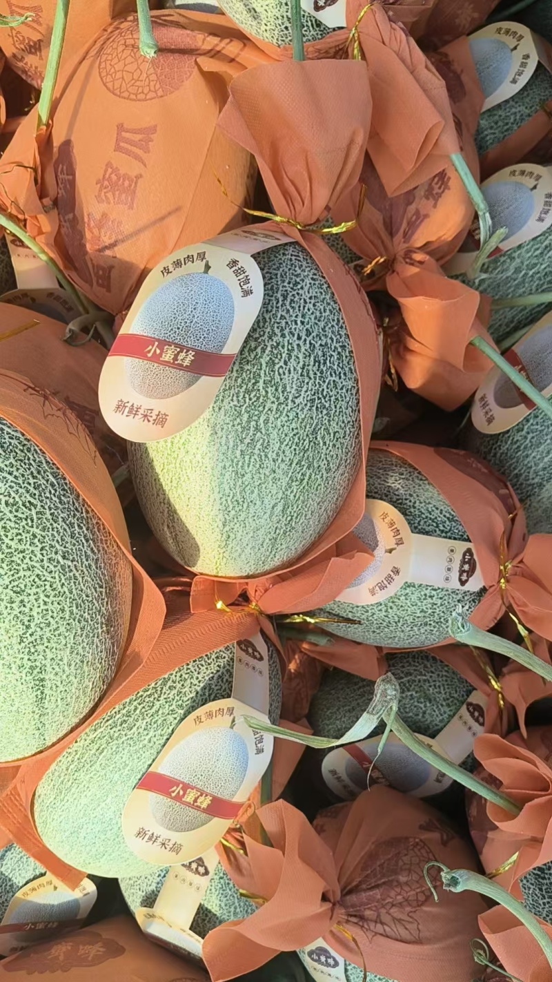 精品小蜜蜂哈密瓜，品质保证诚信合作量大从优欢迎来