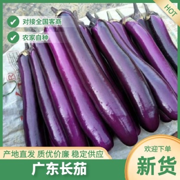 广东茄子长茄产地一手货源量大从优全国发货电商批发