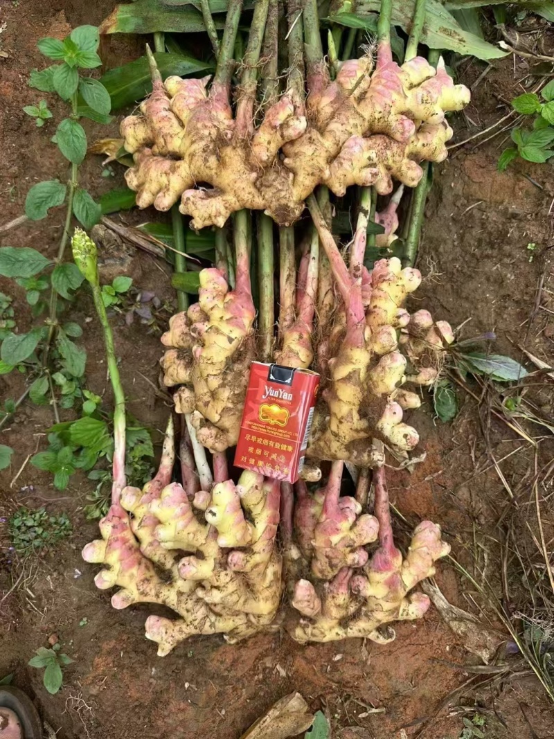 云南精品中黄姜，湖南二号姜，有需要的老板欢迎订购