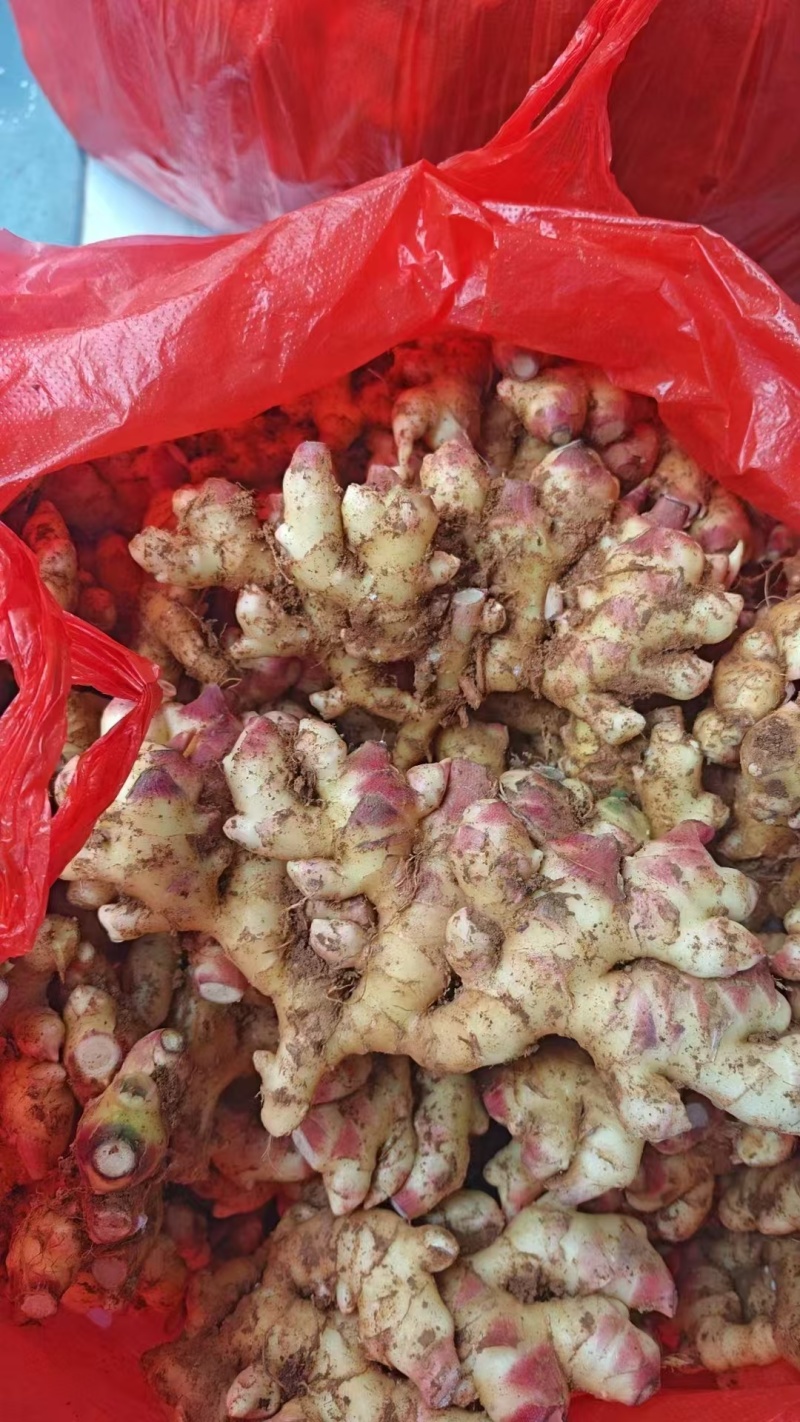 云南精品中黄姜，湖南二号姜，有需要的老板欢迎订购