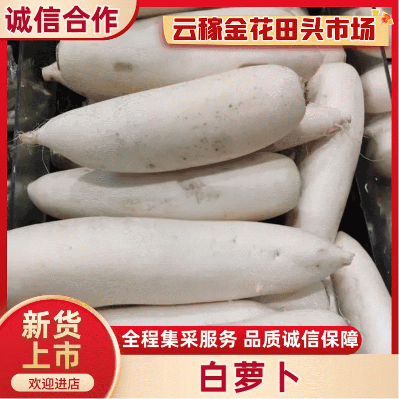 【云稼金花】精品白萝卜萝卜产地直供可视频看货