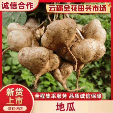 【云稼金花】精品凉薯白地瓜豆薯产地直发脆甜可口