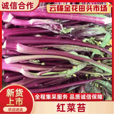 【云稼金花】精品红菜苔产地一手货源现摘现发诚信经营